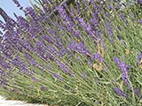 Giardini Begramo