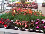 fiori