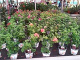 fiori