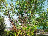 pianta
