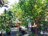pianta